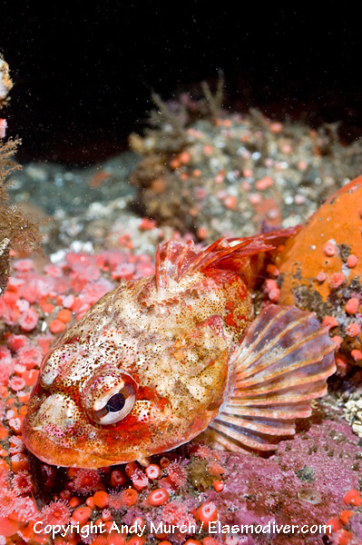 Red Irish Lord Pictures images of Hemilepidotus hemilepidotus